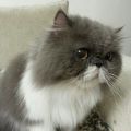 Theresa Wang Theresa Wang