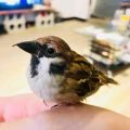 黃詠翎 黃詠翎