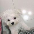 小苗苗