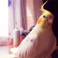 歐姵吟 歐姵吟