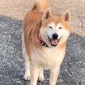 吳太太 吳太太